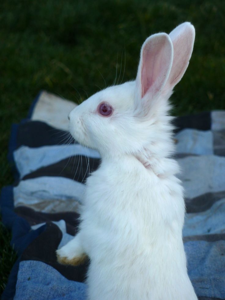 a white rabbit sitting on top of a blanket