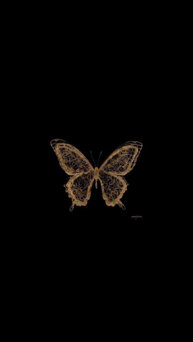 a brown and black butterfly in the dark