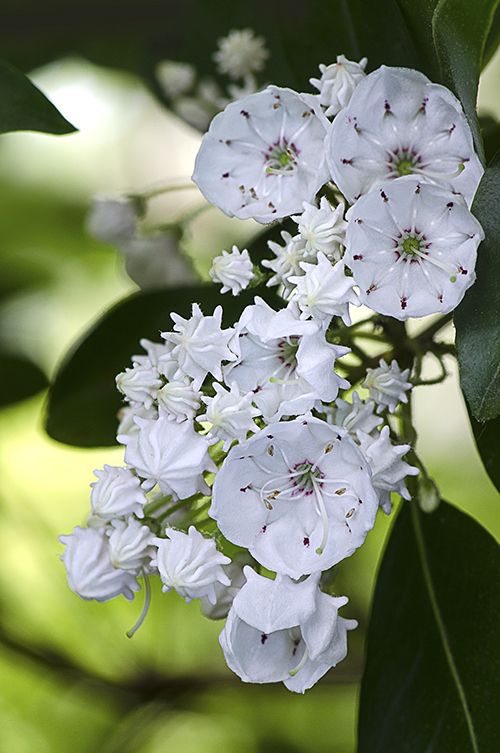 white flowers are blooming on a tree branch