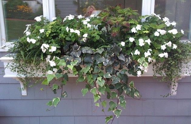 a window sill filled with white flowers and greenery