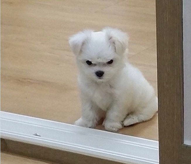 a small white dog sitting on top of a wooden floor next to a door frame