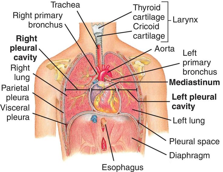 diagram of the human body organs and their major structures labeled in this diagram, you can see