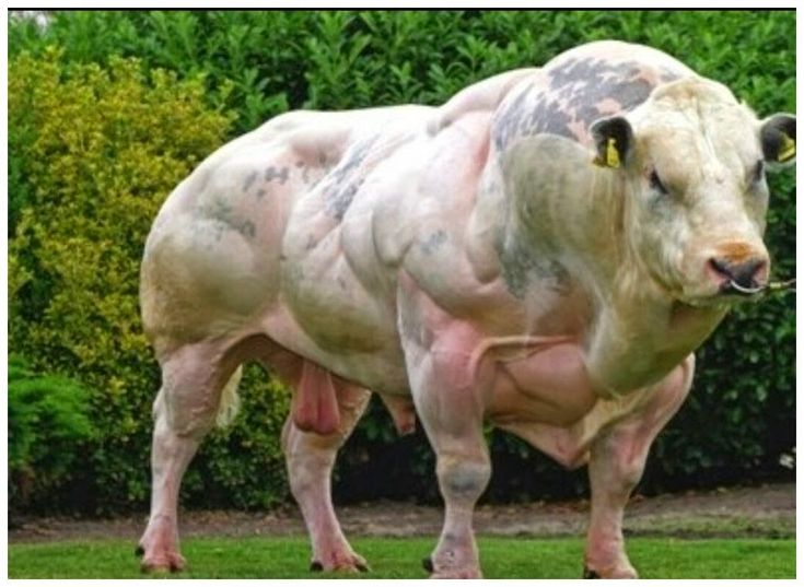 a large white cow standing on top of a lush green field next to shrubbery