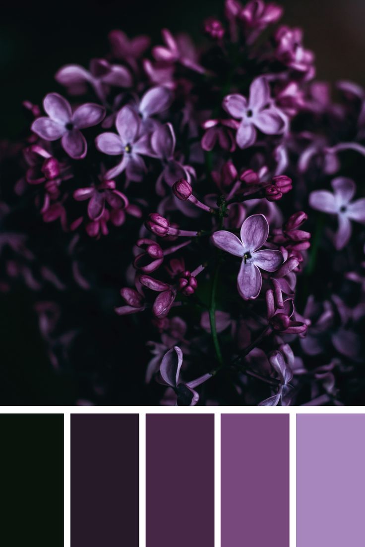 a bunch of flowers that are in some kind of pantone board with purple and black colors