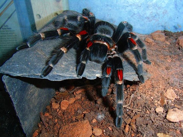 a large spider sitting on top of a rock