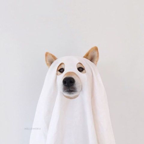 a dog with a white blanket on its head