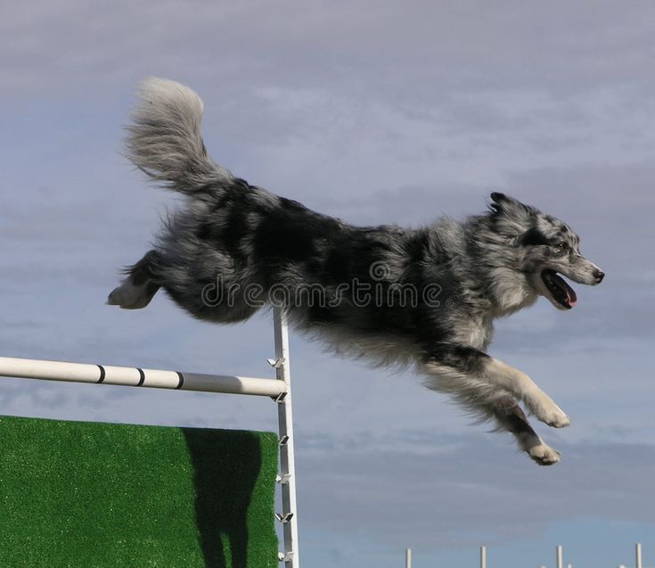 a black and white dog jumping over an obstacle in the air with his mouth open