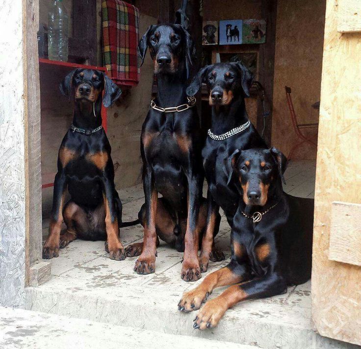 three black and brown dogs sitting on steps