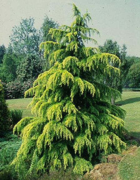 a very pretty green tree in the middle of some grass