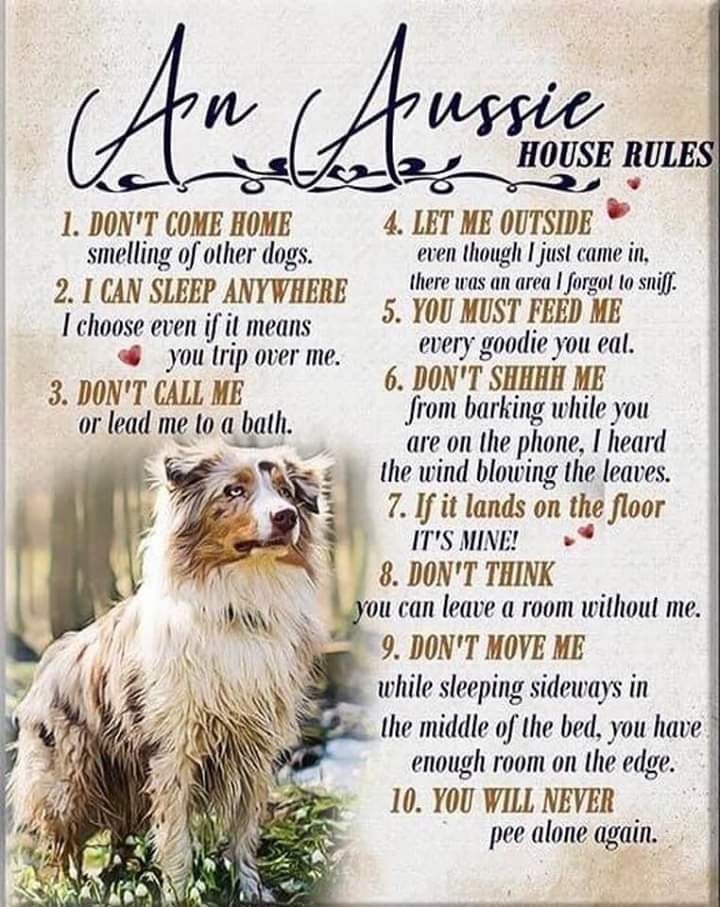 an aussie house rules poster with a dog