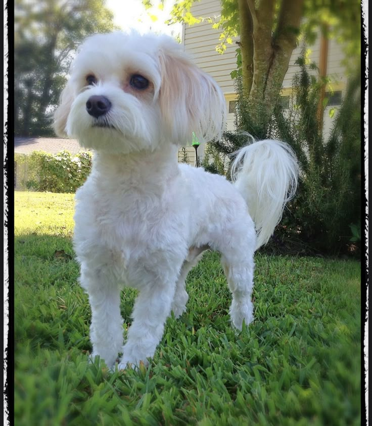 a small white dog standing in the grass