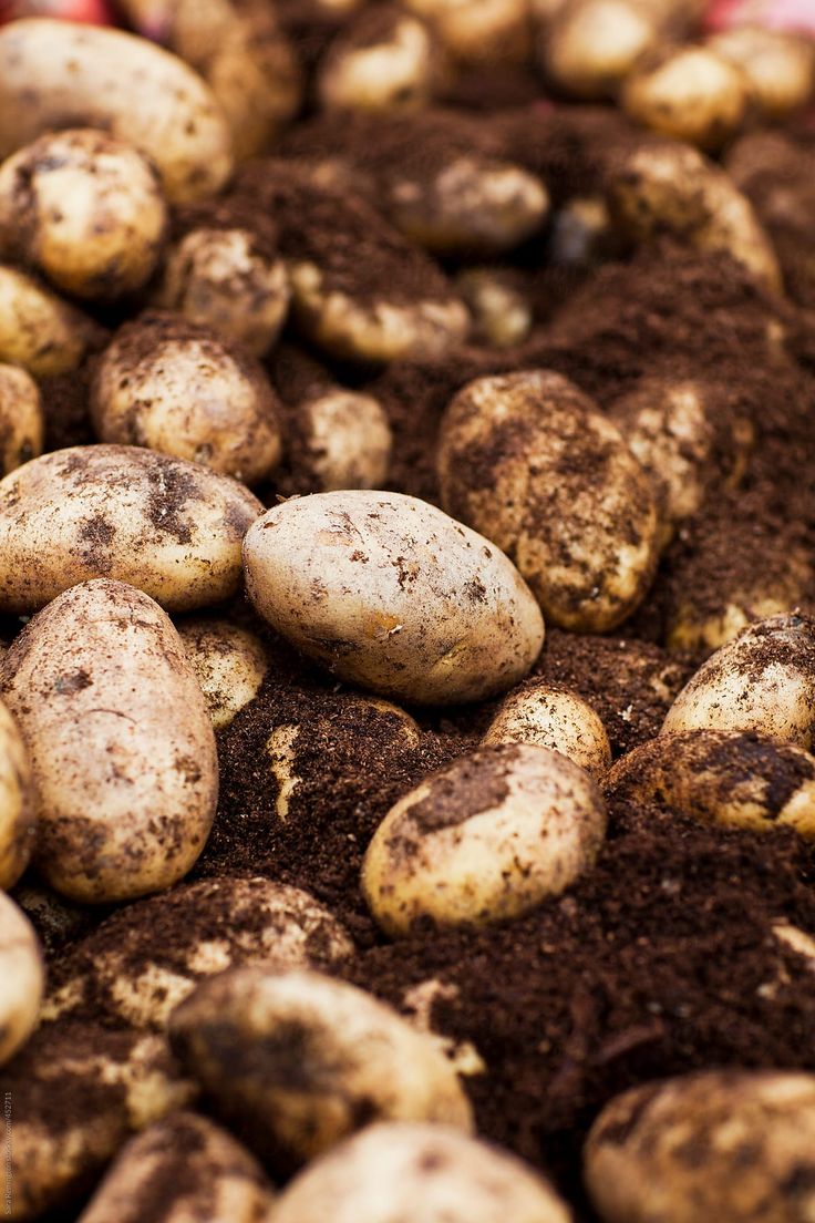 potatoes with dirt on them in the ground