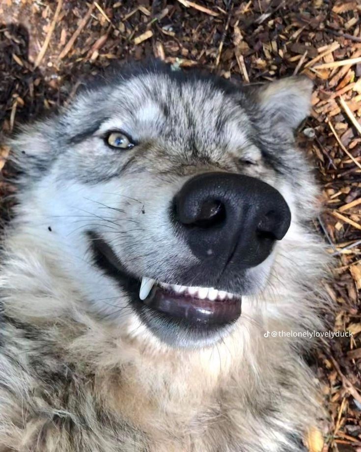 a close up of a dog laying on the ground with it's mouth open