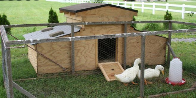 a chicken coop with two chickens in it