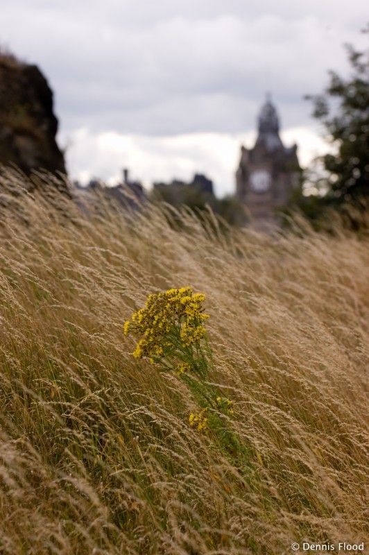 tall grass with yellow flowers in the foreground and castle ruins in the back ground