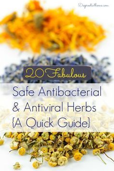 20 Safe Antibacterial and Antiviral Herbs {A Quick Guide} Antiviral Herbs, Healing Remedies, Natural Healing Remedies, Herbal Healing, Deep Roots, Lifestyle Habits, Natural Therapy, Healing Herbs, Natural Health Remedies