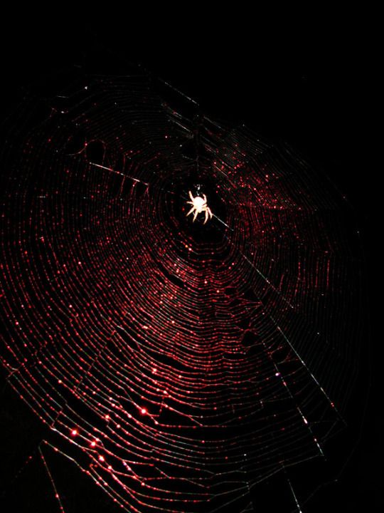 a spider web in the dark with red and white lights on it's side