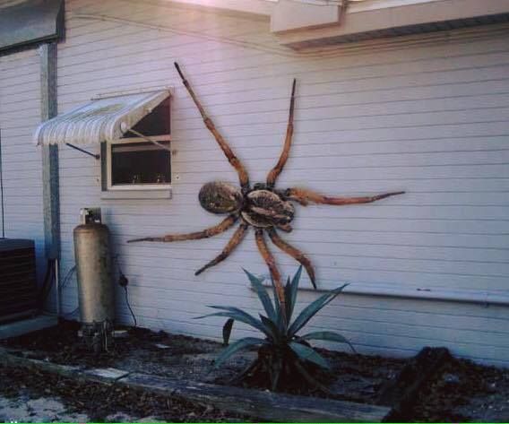 a spider on the side of a house with words above it that says meanwhile in australia