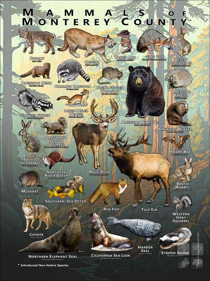 an animal poster with many different types of animals