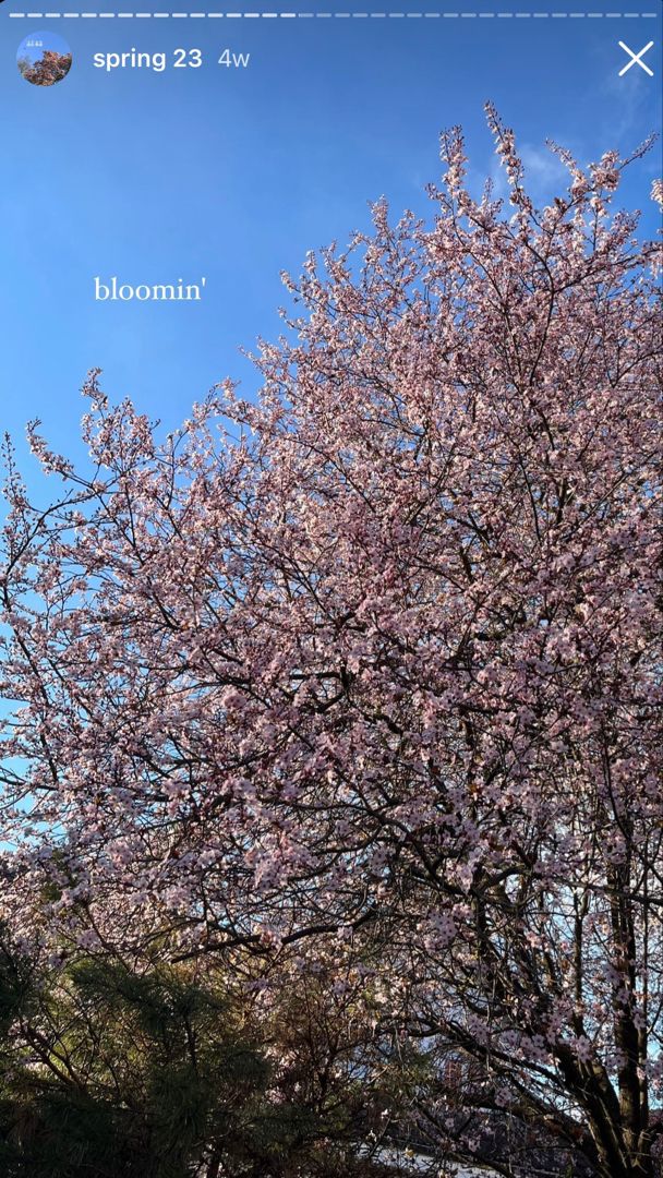 a tree with lots of pink flowers in the middle of a blue sky and white clouds