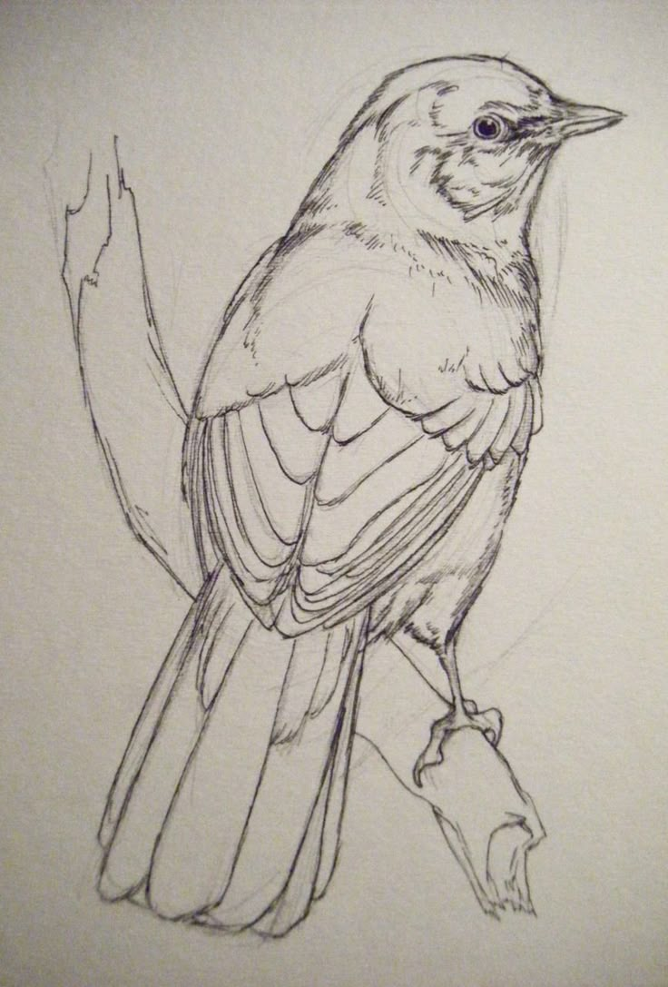 a pencil drawing of a bird sitting on a branch