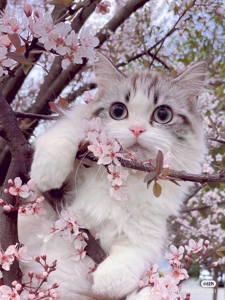 a cat sitting on top of a tree branch with pink flowers in it's mouth