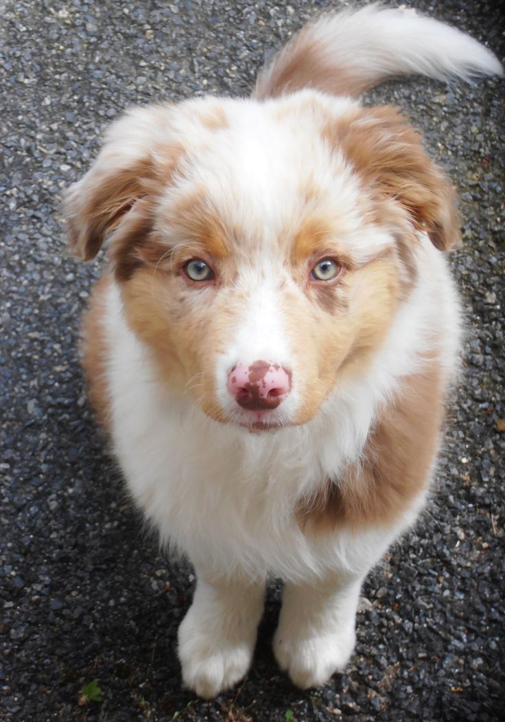 a brown and white dog standing on top of a gravel road