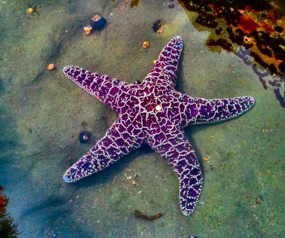 a purple and white starfish laying on top of the ocean floor next to rocks