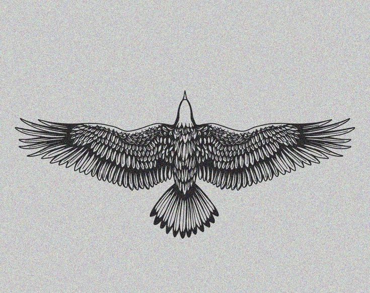 a black and white drawing of a bird with its wings spread out in the air