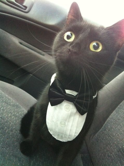 a black cat wearing a tuxedo sitting in the back seat of a car