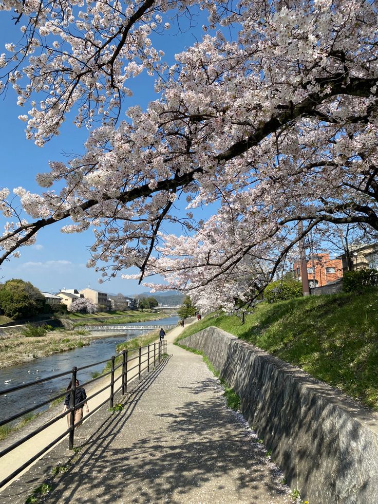 a person walking down a path next to a body of water with cherry blossoms on the trees