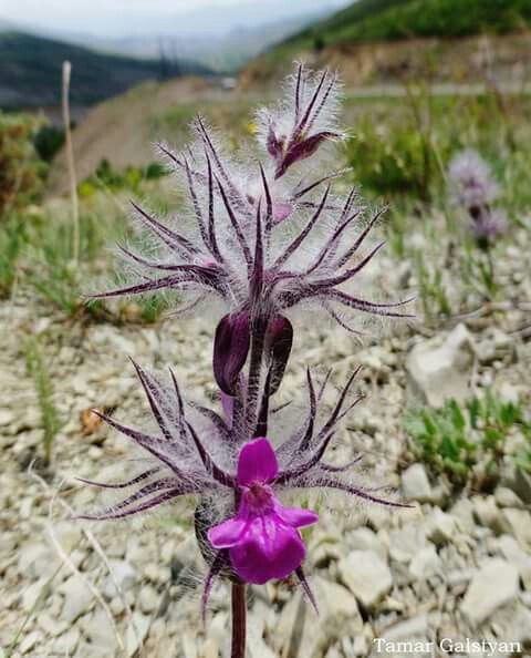 a purple flower in the middle of a rocky field