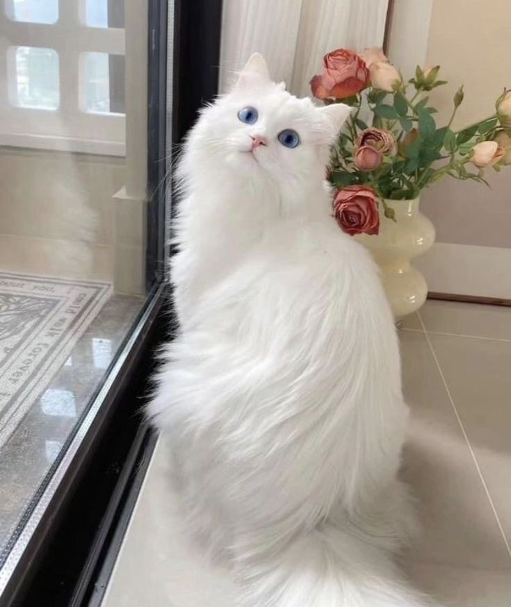 a white fluffy cat sitting next to a window