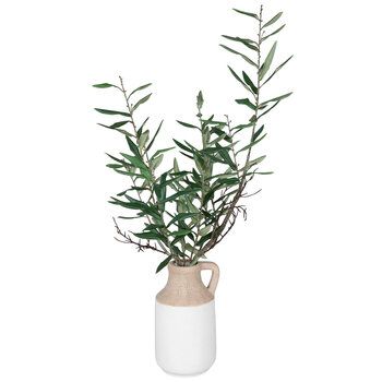 a plant in a white vase on a white background