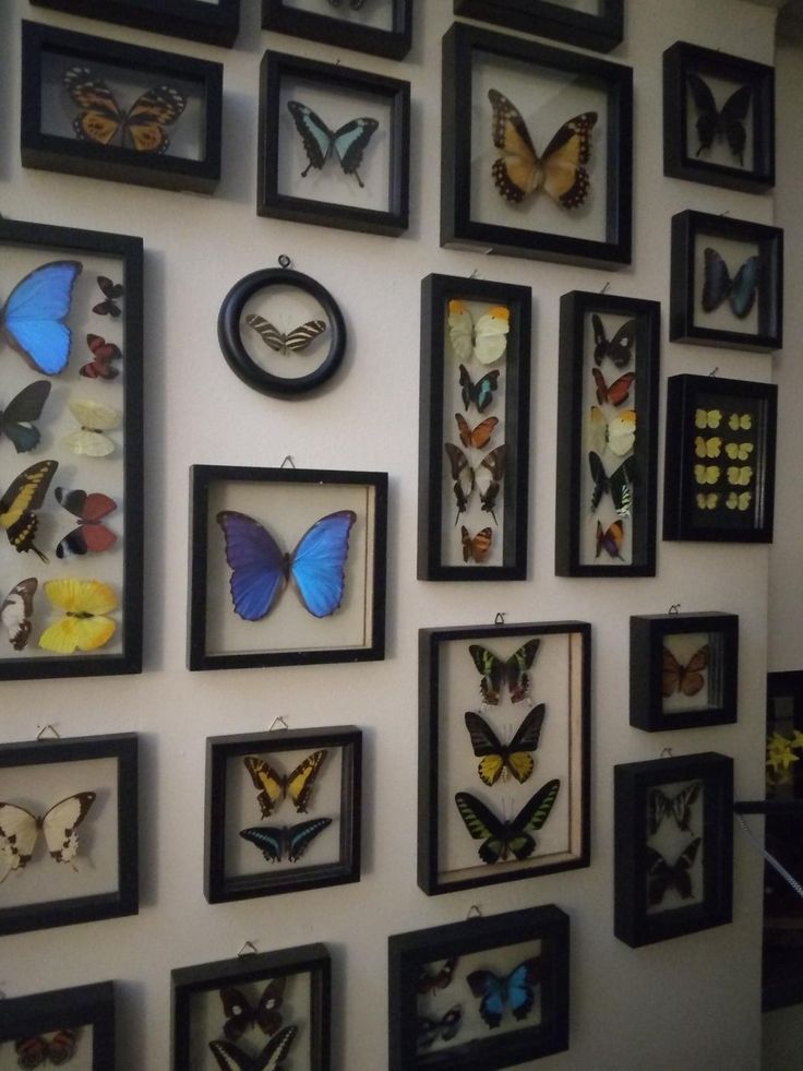 a wall with many framed butterflies on it