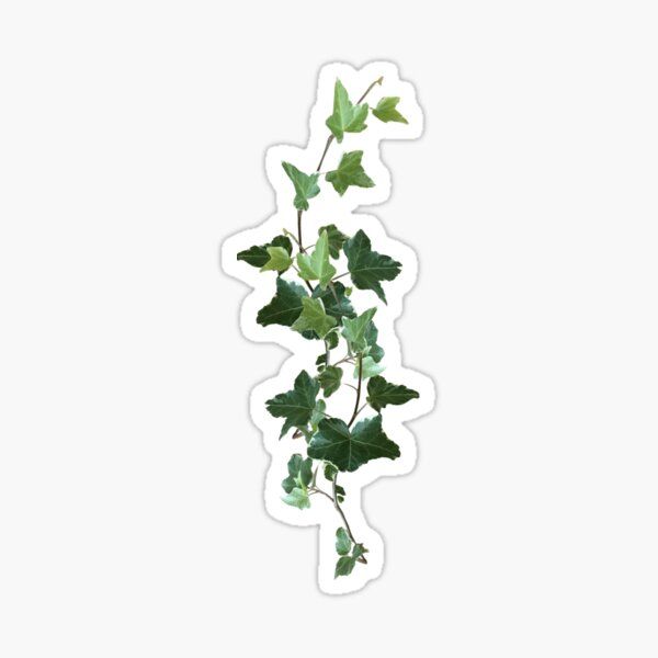 an ivy plant with green leaves sticker