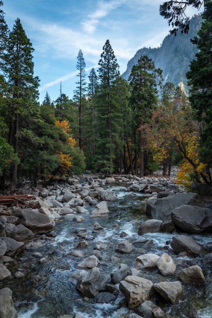 a river running through a forest filled with lots of rocks