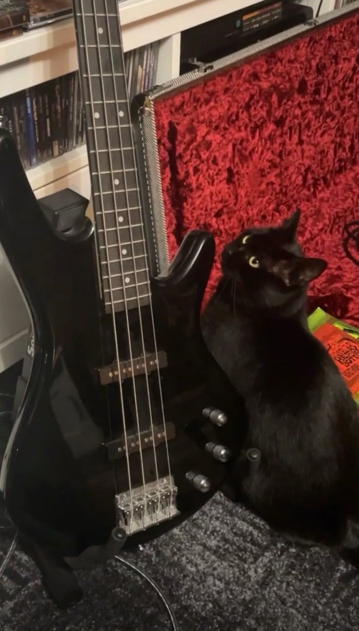 Metalhead bass guitar cat Black Cat Aesthetic, Electric Guitar Design, Rockstar Aesthetic, Guitar Obsession, Cool Electric Guitars, I'm With The Band, Silly Animals, Music Aesthetic, Guitar Design