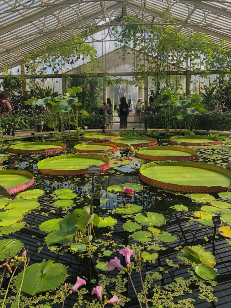 the inside of a greenhouse filled with lots of water lilies and green plants in bloom