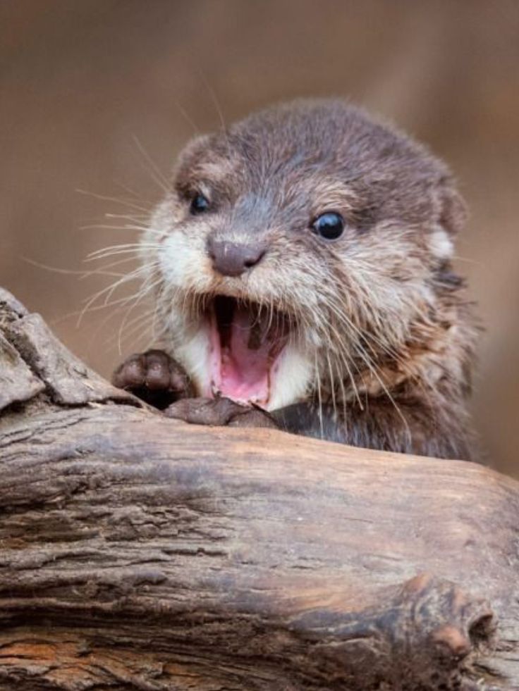 an animal that is yawning while sitting on a tree branch