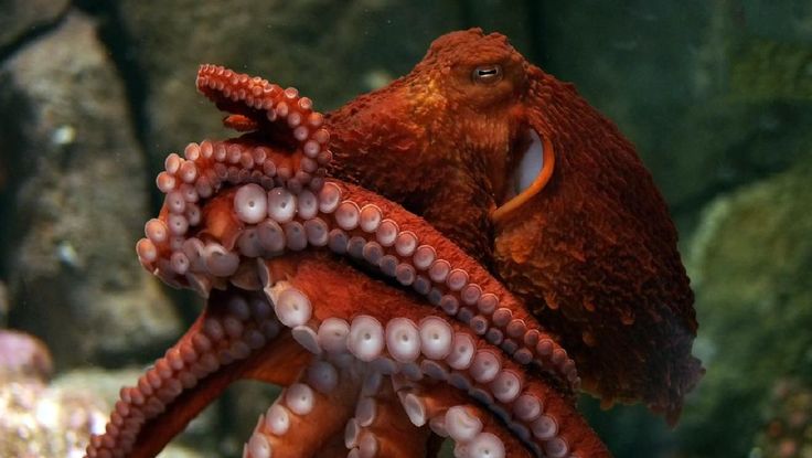 an octopus with its mouth open sitting on rocks