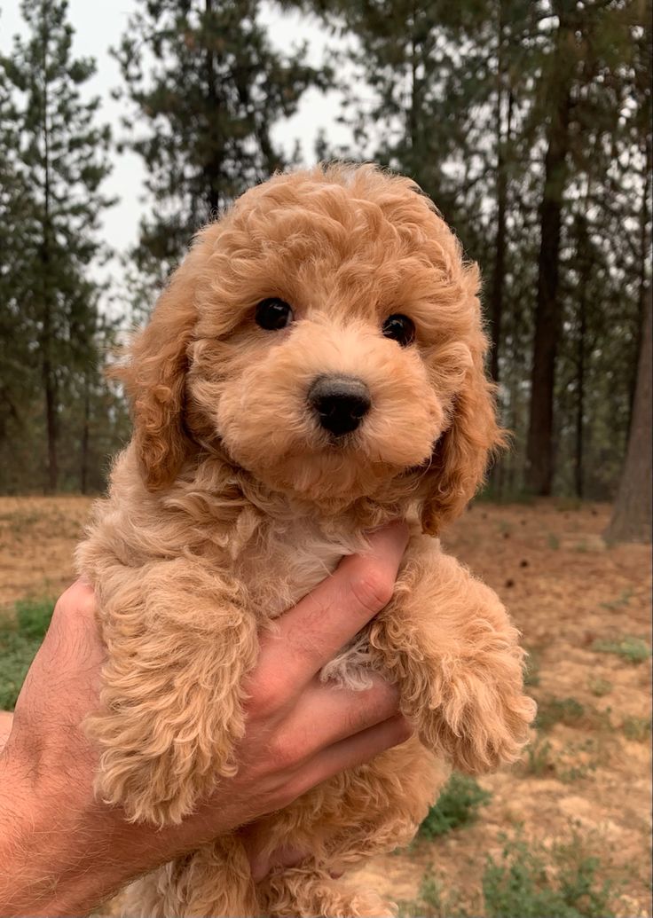 a person holding a small dog in their hand outside with trees in the back ground