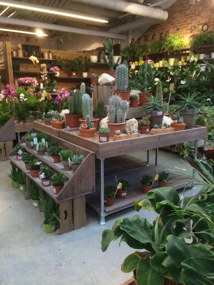 many potted plants on shelves in a garden shop