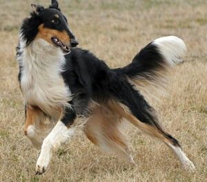 a black and white dog is running in the grass