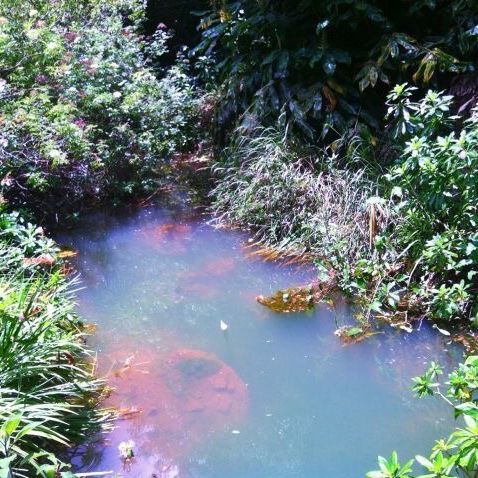 a small pond in the middle of some trees and plants with red algae on it