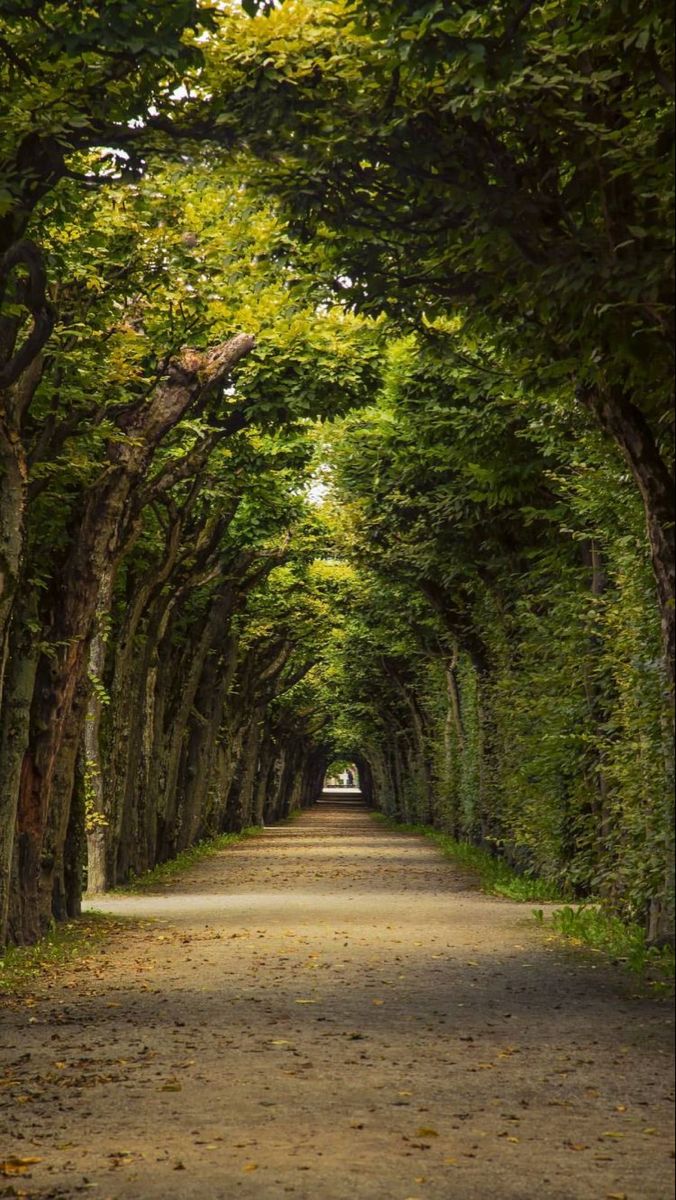 a dirt road surrounded by trees with leaves on the ground and one lane leading into the distance