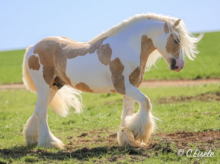 a brown and white horse standing on top of a lush green field