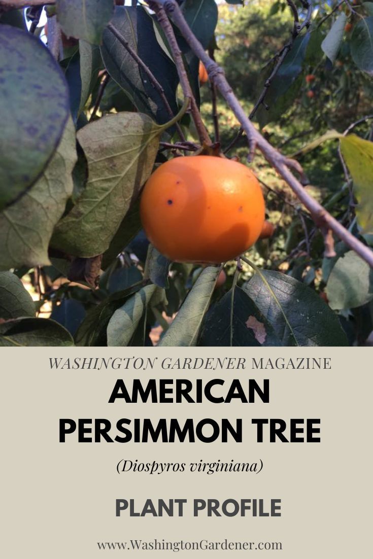 an orange tree with the words american persimmon tree on it