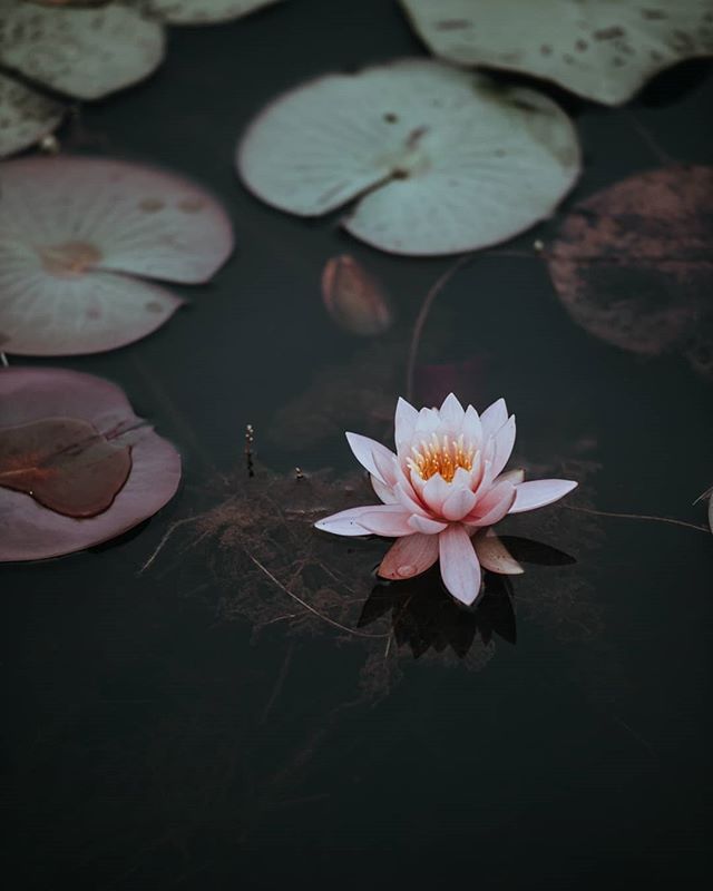 a pink water lily floating on top of a pond