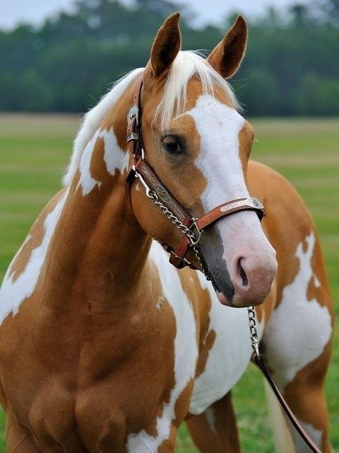 a brown and white horse standing on top of a lush green field